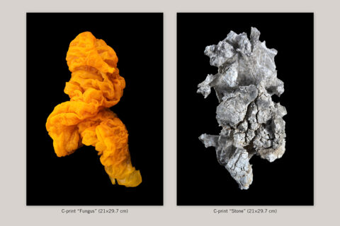 Imaginary Ecologies (edition) - Product Image