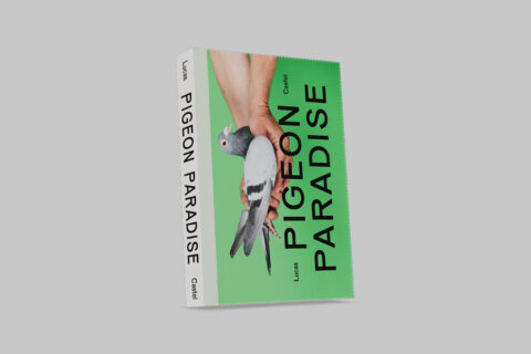 Pigeon Paradise - Product Image