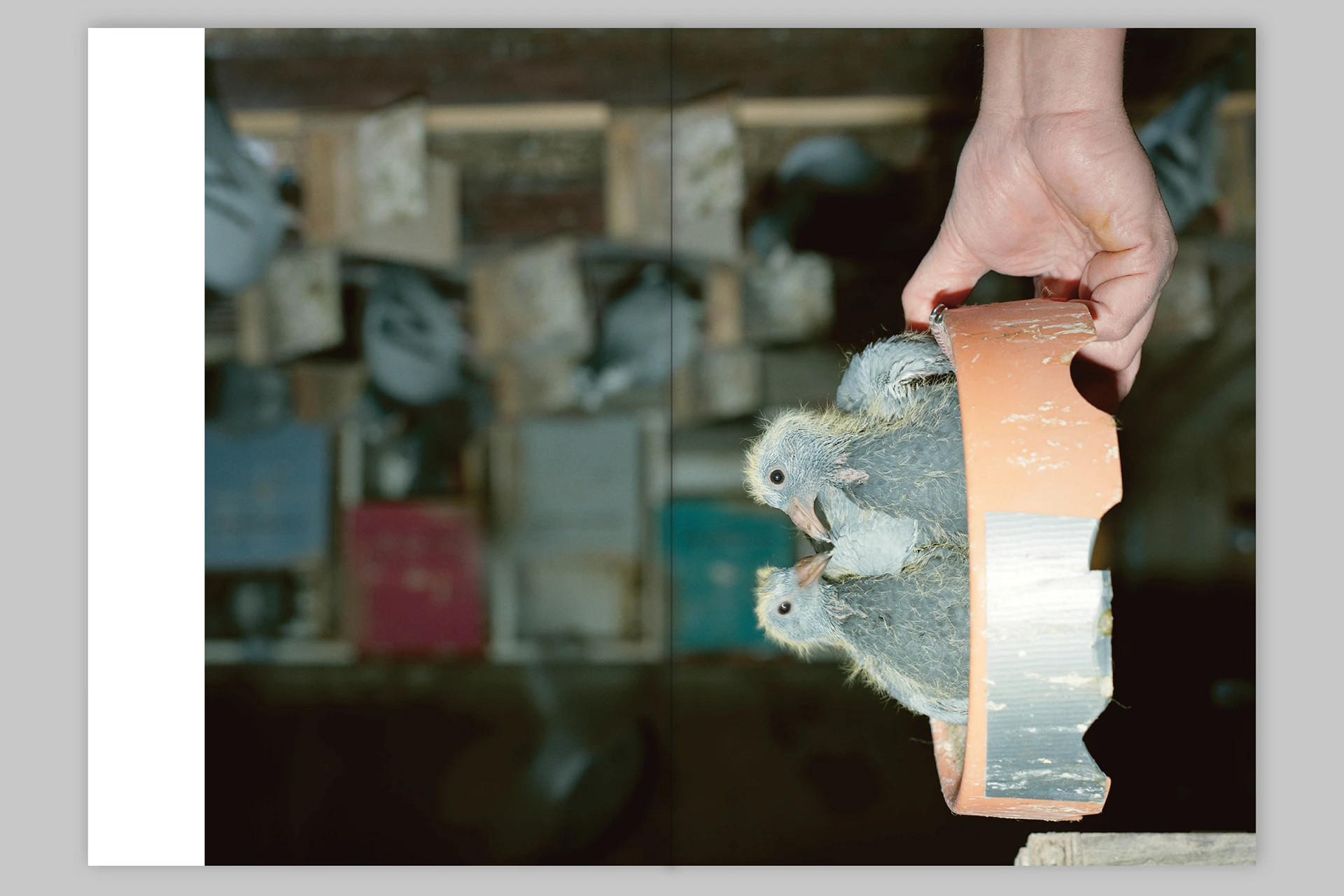 Pigeon Paradise - The Eriskay Connection