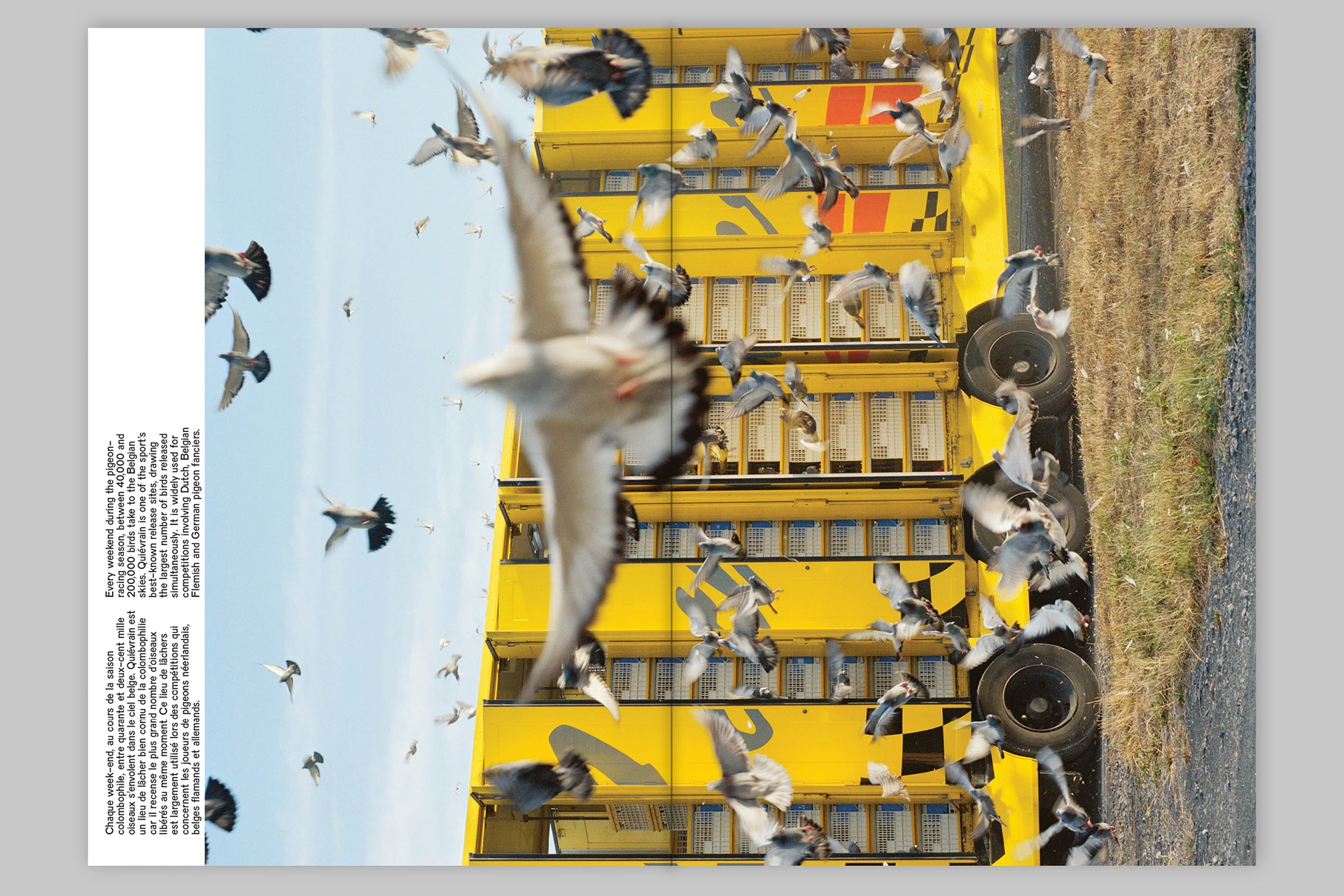 Pigeon Paradise - The Eriskay Connection