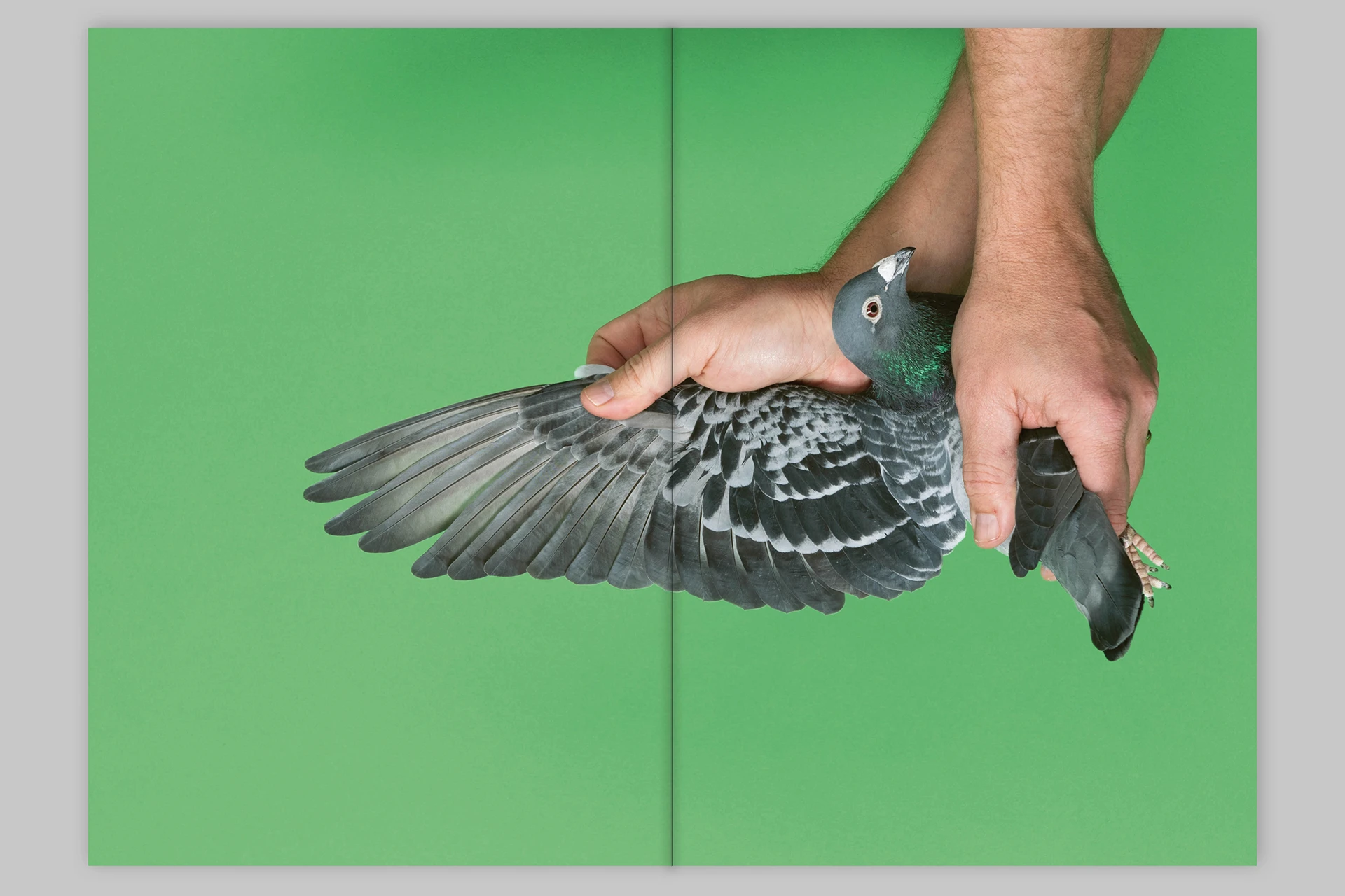 Pigeon Paradise - The Eriskay Connection