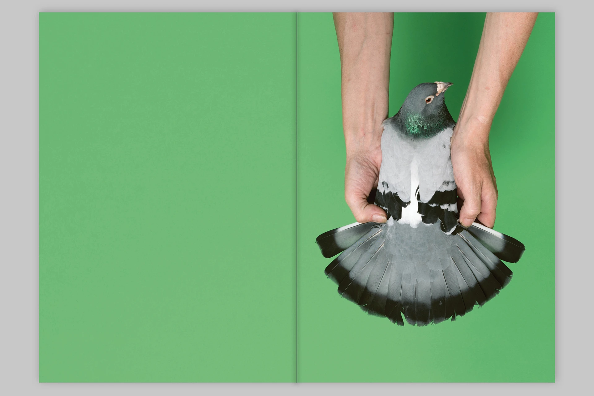 Pigeon Paradise - The Eriskay Connection