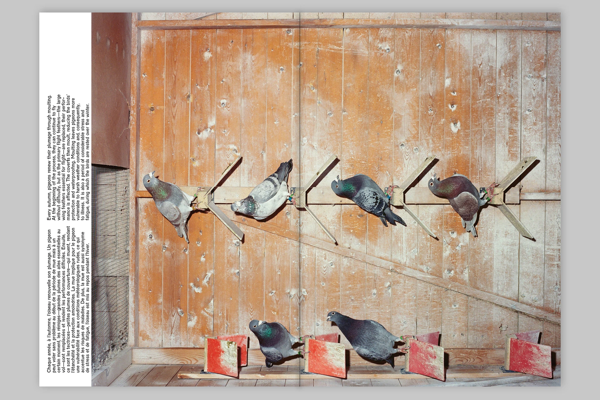 Pigeon Paradise - The Eriskay Connection