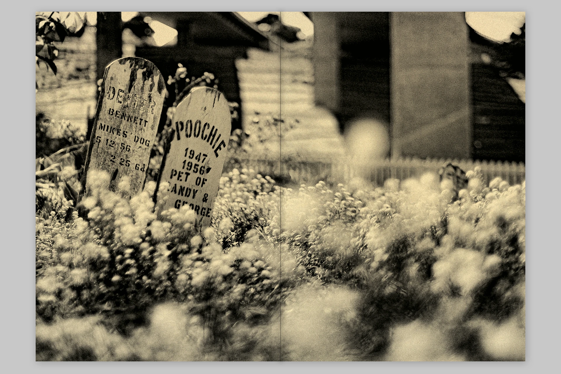 Trouble. He was no trouble – Presidio Pet Cemetery of San Francisco - The Eriskay Connection